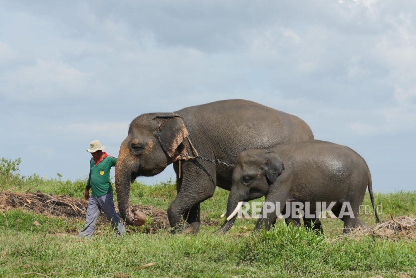 Penangkaran Gajah, Taman Nasional Way Kambas (TNWK), Lampung, (20/3). 
