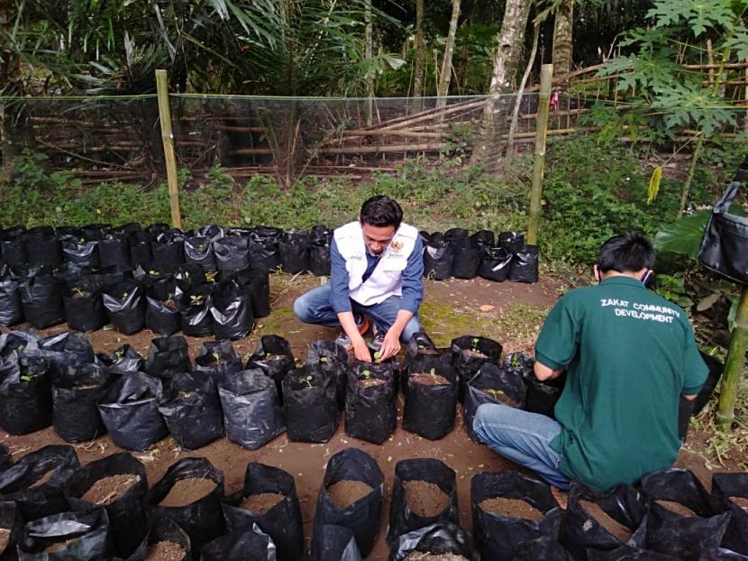 Pendamping BAZNAS melakukan pemilihan bibit tanaman untuk didistribusikan ke warga Desa Langko, Kecamatan Lingsar, Lombok Barat, NTB melalui program Family Farming. 
