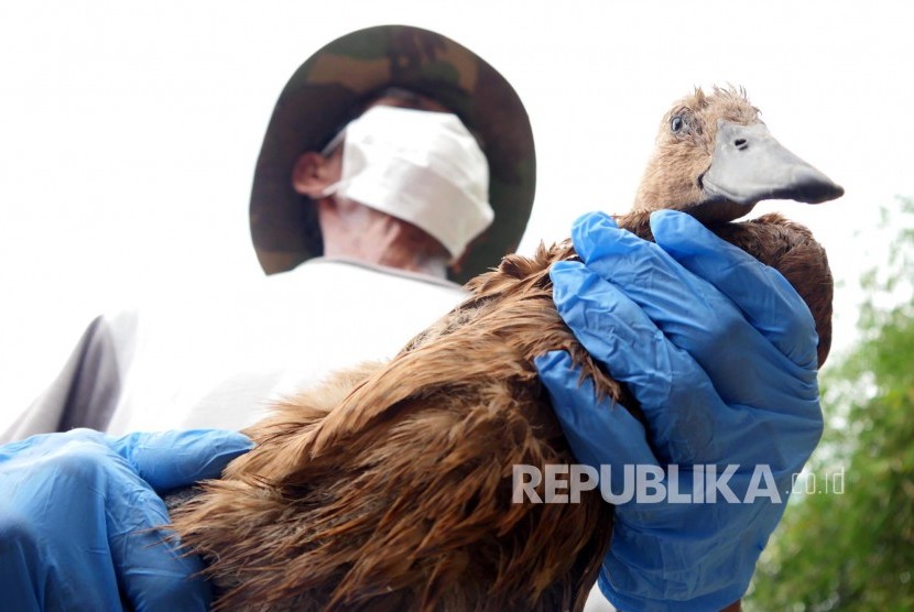 Penduduk memegang itik yang akan di vaksin flu burung oleh tim Dinas Pertanian Kabupaten Bandung, di Kampung Lebakwangi, Desa Sekarwangi, Kecamatan Soreang, Jumat (24/2).