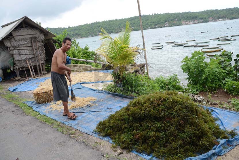 Penduduk menjemur rumput laut di Pulau Nusa Lembongan, Bali, Sabtu (21/12).   (Republika/Edi Yusuf)