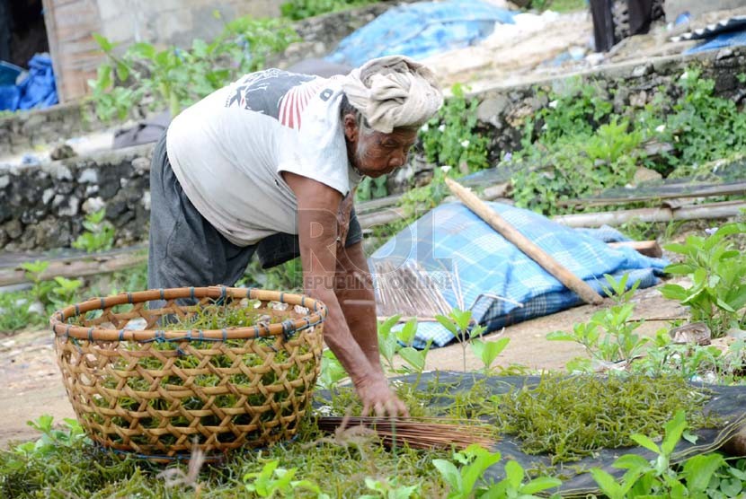 Penduduk menjemur rumput laut di Pulau Nusa Lembongan, Bali, Sabtu (21/12).   (Republika/Edi Yusuf)