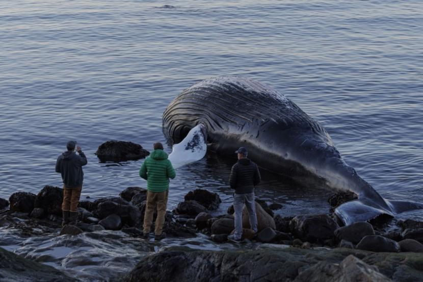 Penduduk setempat mengamati seekor paus bungkuk muda (Megaptera novaeangliae) yang terdampar di pantai Marblehead, Massachusetts, AS, 26 April 2024.