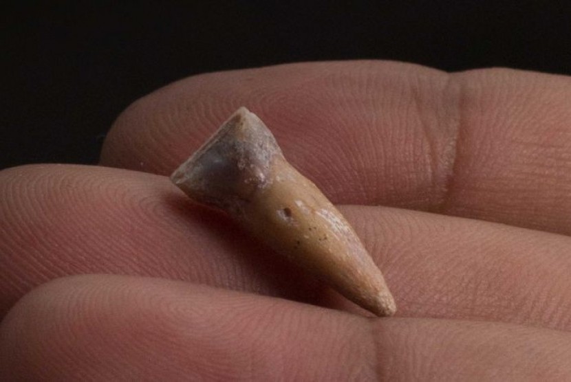 Para arkeolog di Georgia menemukan gigi manusia purba berusia 1,8 juta tahun. ilustrasi
