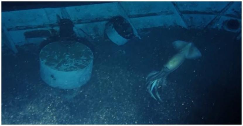 Peneliti menemukan makhluk laut menyerupai cumi-cumi raksasa di Laut Merah.