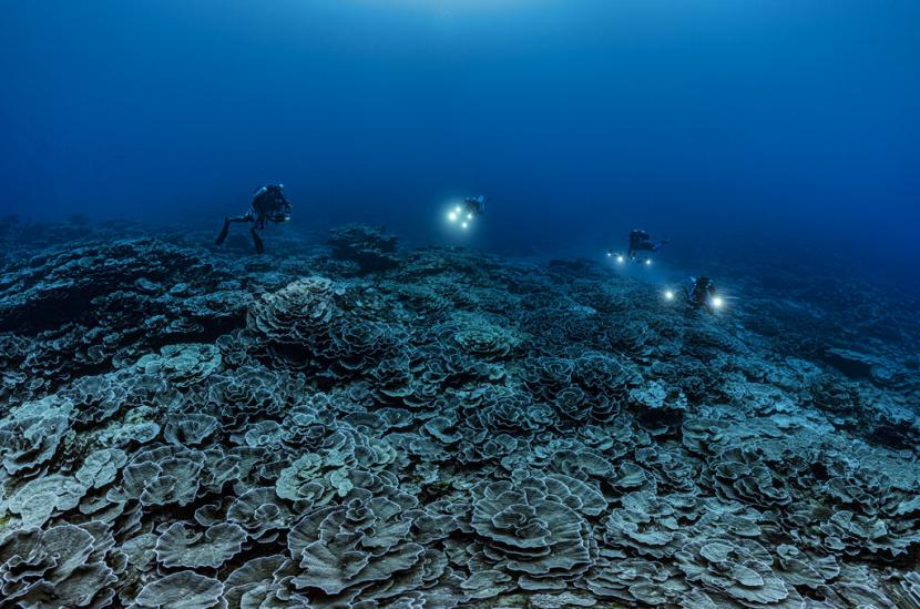 Peneliti untuk French National Centre for Scientific Research meneliti terumbu karang murni yang langka berbentuk seperti mawar di lepas pantai Tahiti. 