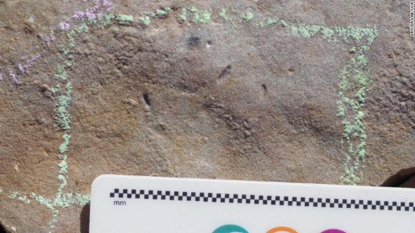 Penemuan fosil cacing didapati di liang yang berada di batu di Australia.