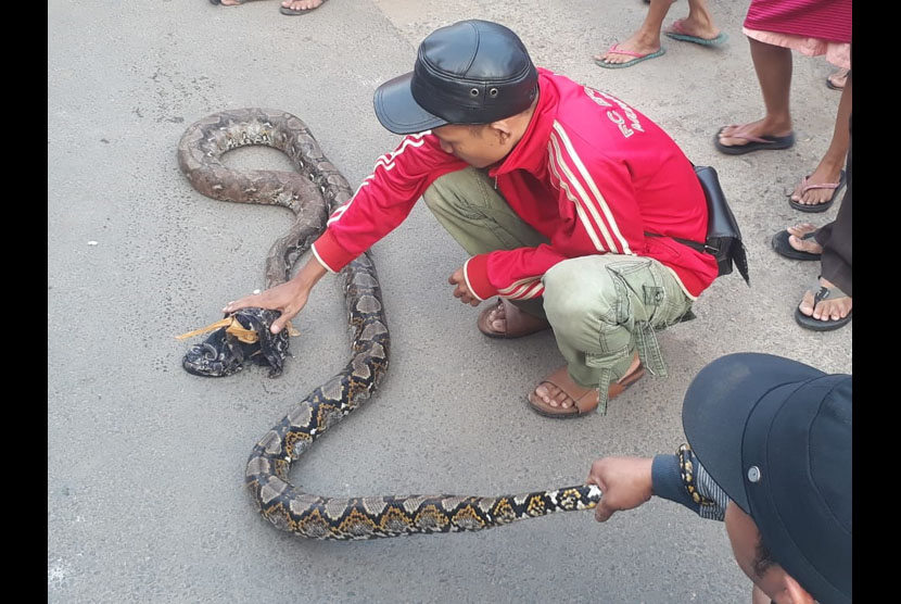 Penemuan ular sanca di Tebet, Jakarta Selatan, Ahad (20/10).
