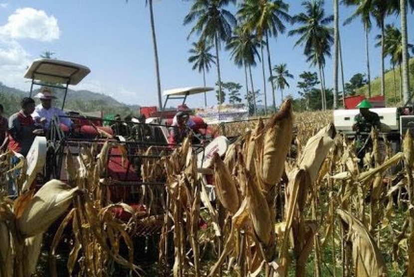 Penen jagung.