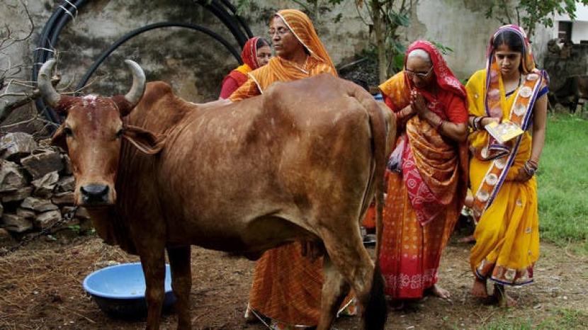 Penganut Hindu di India menyembah sapi saat Festival Bach Baras di Ajmer, India 29 Agustus 2016. Ormas Islam India Imbau Umat Muslim tidak Qurban Sapi