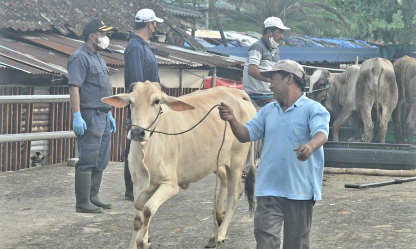  Pengawasan oleh petugas kesehatan hewan terhadap aktivtas perdagangan hewan ternak sapi di Pasar Hewan Ambarawa, Kabupaten Semarang, Jawa Tengah.