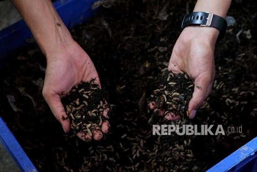 Pengelolaan sampah dengan menggunakan teknologi Black Soldier Fly (BSF) atau larva yang diterapkan Pemkot Surabaya. 