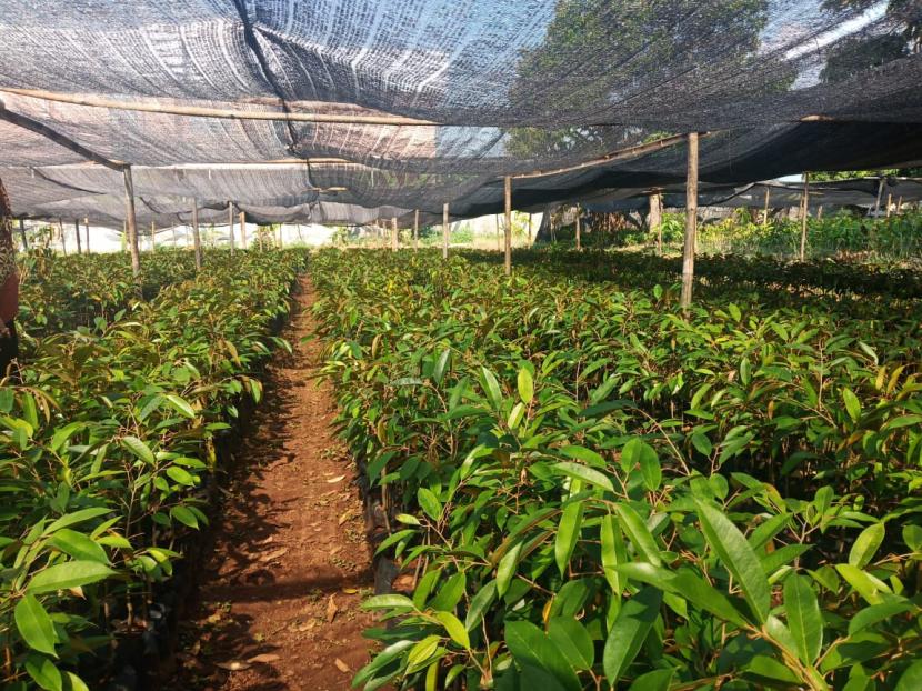 Pengembangan buah di Food Estate Kalimantan Tengah