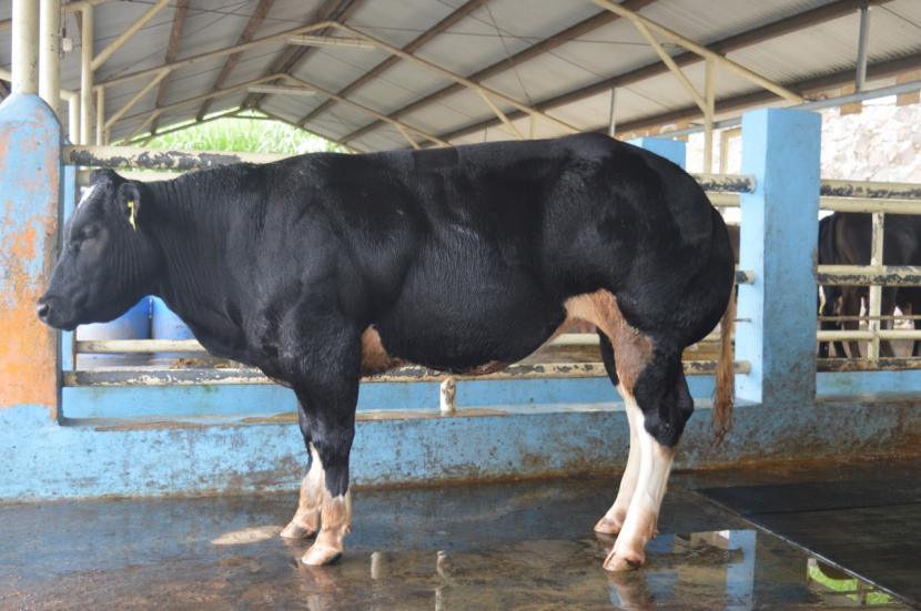 Pengembangan sapi BB (Belgian Blue) yang sudah dilakukan sejak tahun 2017 melalui Balai Embrio Ternak (BET) Cipelang. Unit Pelaksana Teknis (UPT) di bawah Direktorat Jenderal Peternakan dan Kesehatan Hewan (Ditjen PKH) ini sudah berhasil memproduksi embrio sapi BB murni pertama di Indonesia.