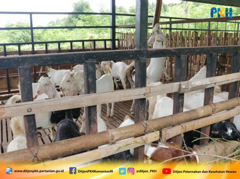 Pengembangan sentra peternakan kambing sejalan dengan prioritas Kementan 2022.