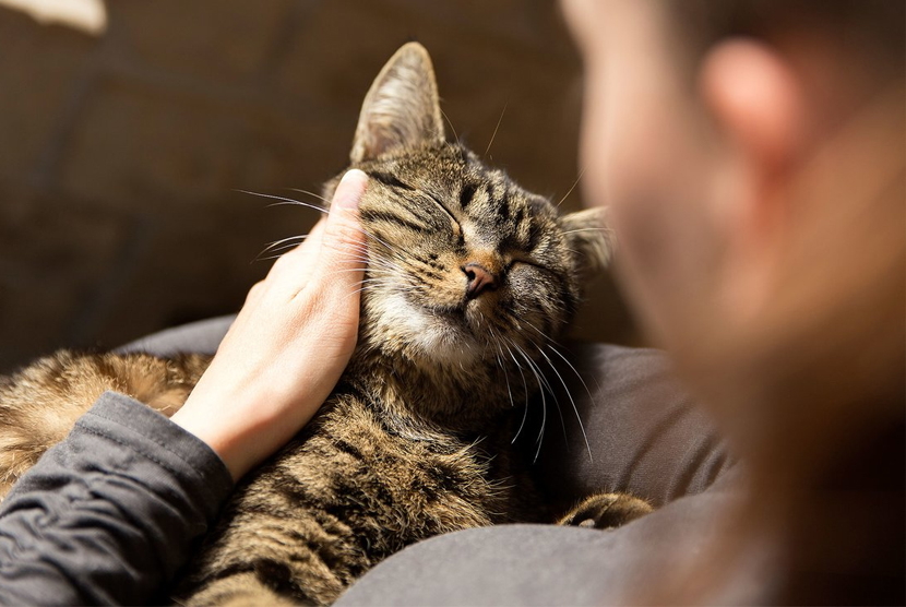 12 Tahun Hilang Kucing Ini Akhirnya Bertemu Pemiliknya Republika Online