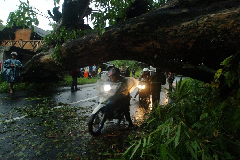 Pengendara menerobos pohon yang tumbang (ilustrasi)