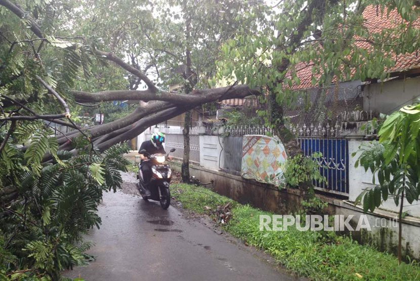Pengendara motor melintas di bawah pohon tumbang di kawasan Jalan Mangga setelah hujan deras mengguyur Kota Bandung, Rabu (19/4). 