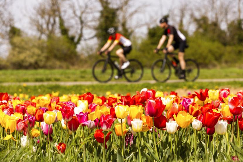 Pengendara sepeda melewati taman penuh tulip di Neuenburg, Jerman, Rabu, 13 April 2022. Menteri Ekonomi Robert Habeck mengatakan Jerman harus mulai menghemat energi sekarang agar lebih mandiri dari ketergantungan bahan bakar fosil Rusia. 