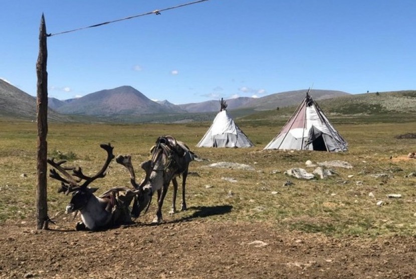 Penggembala rusa di Mongolia.