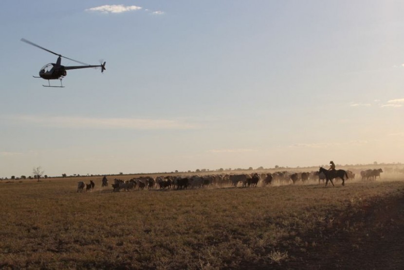 Penggembalaan sapi dengan menggunakan helikopter di Australia.