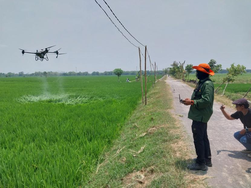 Penggunaan drone untuk pemberian pupuk di lahan padi Gamagora 7 di Ngawi.