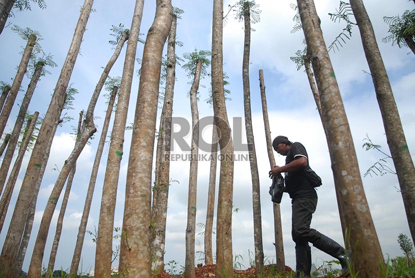 Seorang warga menata pohon sengon (Albizia chinensis) yang akan dijual sebagai tanaman penghijauan di Bogor.