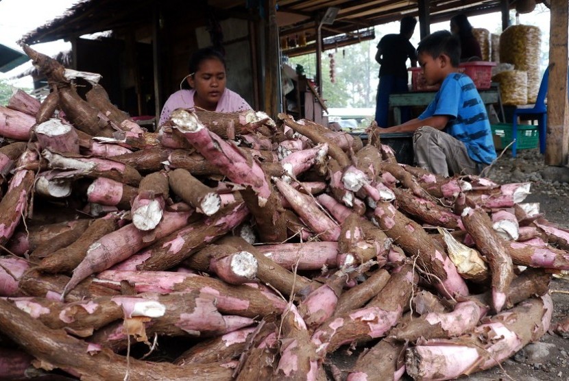 Pengrajin mengupas kulit ubi kayu sebelum digoreng menjadi produk keripik ubi di sentra pengrajin kweipiki, Desa Saree, Kecamatan Saree, Kab, Aceh Besar, Aceh. Pemerintah akan mendorong produksi ubi kayu sebagai sumber pangan alternatif.