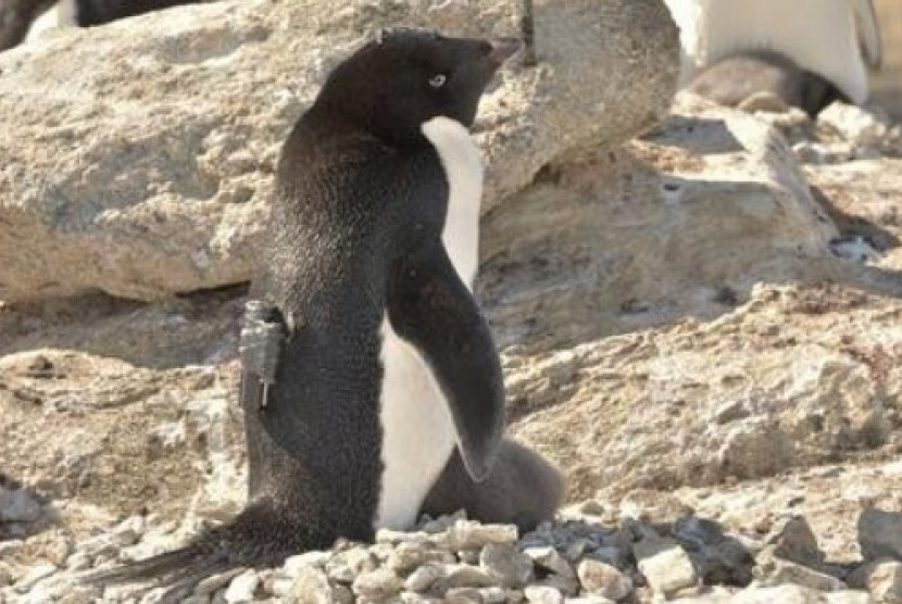 Penguin Antartika Langka Tempuh 3.000 Km ke Selandia Baru. Penguin Adelie