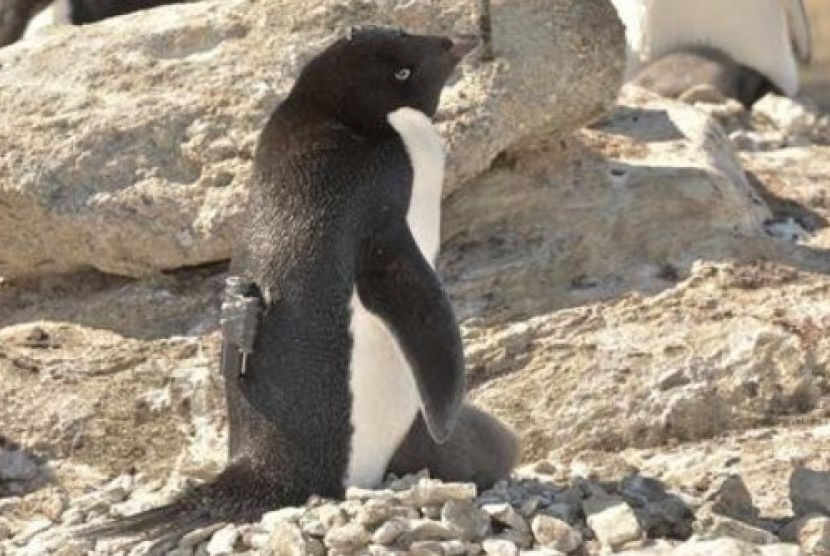 Penguin Adelie