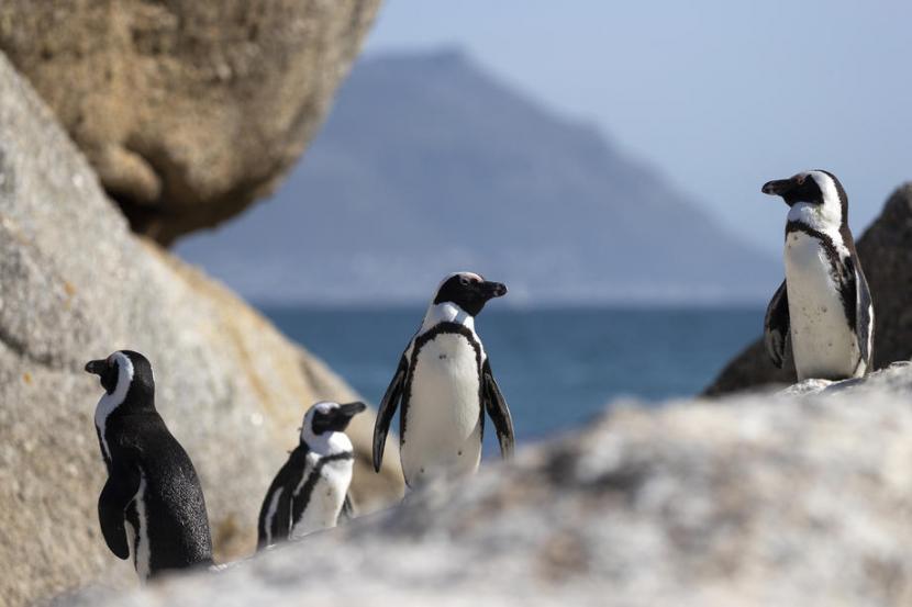 Penguin afrika. Hewan terancam punah ini terusik oleh meningkatnya tingkat kebisingan dari kegiatan bunkering lepas pantai.