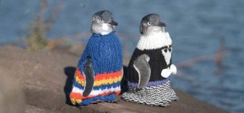 Penguin bersweater