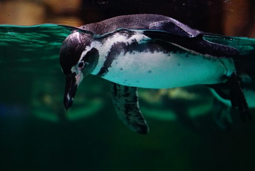 Penguin humboldt di Ocean Dream Samudra Ancol
