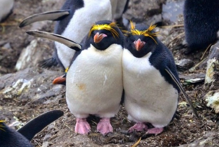 Penguin. Ilustrasi