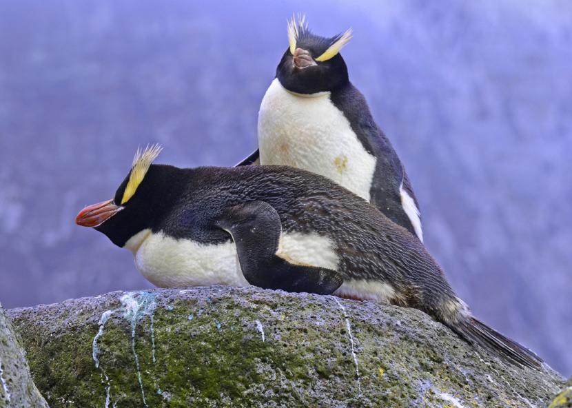 Penguin jambul tegak (Eudyptes sclateri). Peneliti Ungkap Alasan Penguin Jambul Tegak Membuang Telur Pertama Mereka