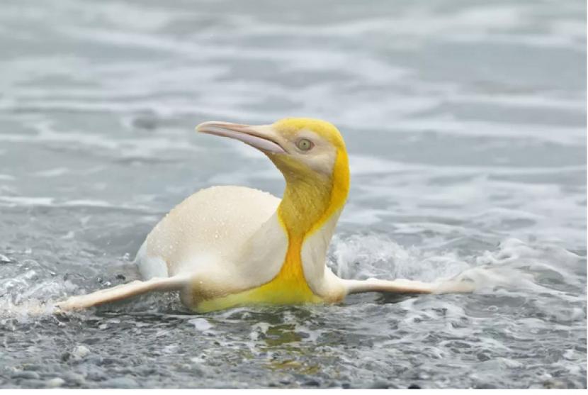 Penguin kuning langka.