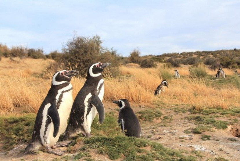 Penguin Magellan betina yang terdampar karena gagal pulang dari migrasi di Amerika Utara.