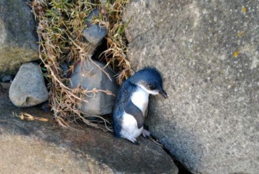 Penguin mati ditemukan seorang warga di kawasan taman nasional Stanley.