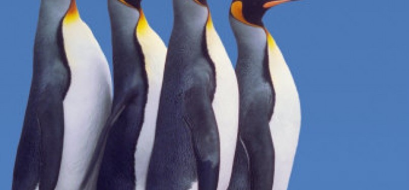 Penguin Raja