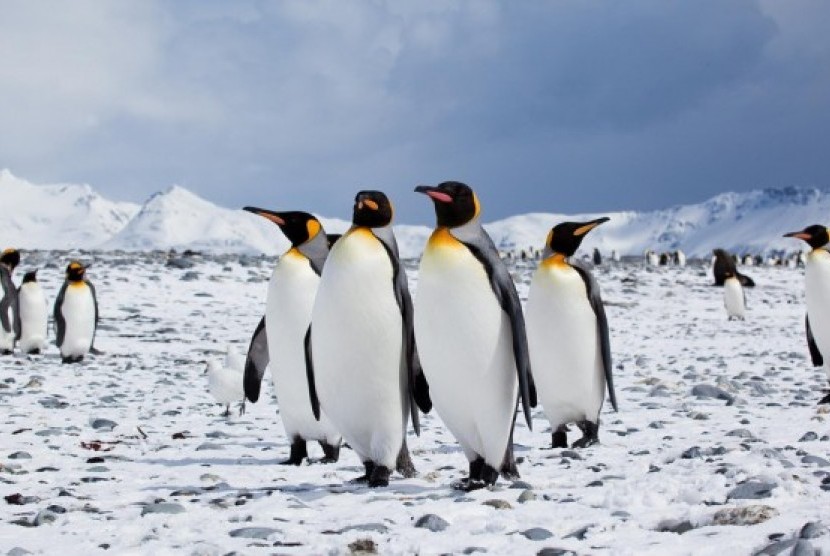 Penguin, simbol OS Linux