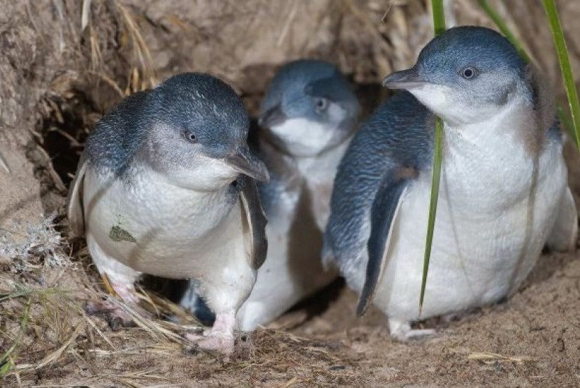 Penguin ukuran kecil di pulau Bruny Island Tasmania.