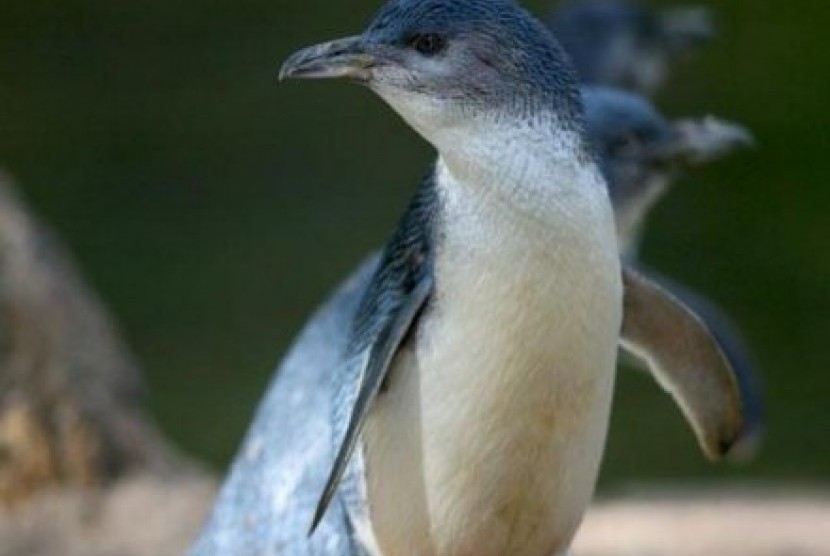 Penguin yang berhasil selamat dari serangan serigala liar telah dipindahkan ke kandang yang lebih aman. 