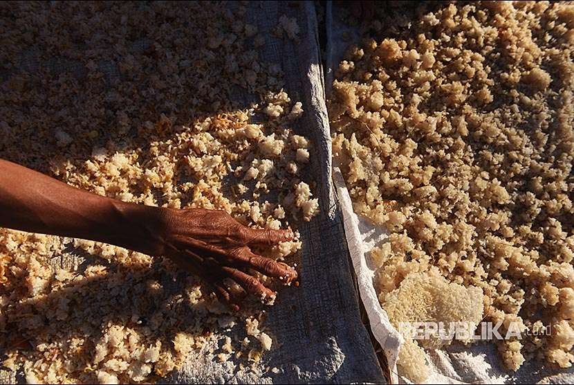Pengungsi korban gempa bumi menjemur sisa nasi di tempat pengungsian di Desa Kayangan, Kayangan, Lombok Utara, NTB, Sabtu (11/8). Nasi tersebut dijemur hingga kering kemudian diolah kembali untuk dikonsumsi.