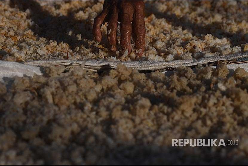 Pengungsi korban gempa bumi menjemur nasi sisa di tempat pengungsian di Desa Kayangan, Kayangan, Lombok Utara, NTB (ilustrasi).