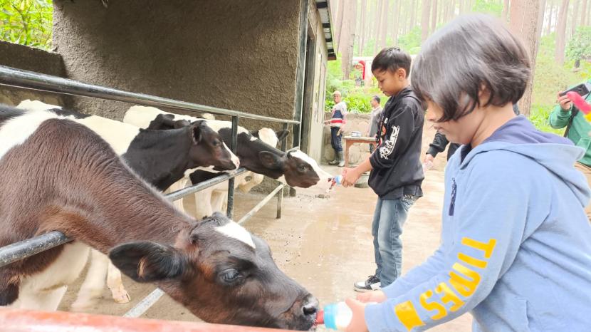 Pengunjung anak-anak di Rabbit Forest memberikan susu ke anak sapi