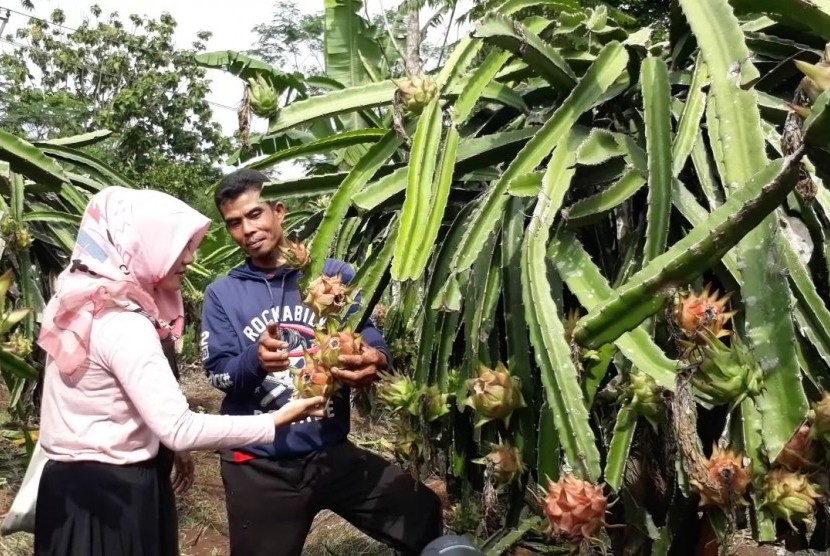 Pengunjung antuasias memetik buah naga langsung dari pohonnya di Kampung Cigadog, Desa Neglasari Kecamatan Nyalindung Kabupaten Sukabumi Senin (21/1).