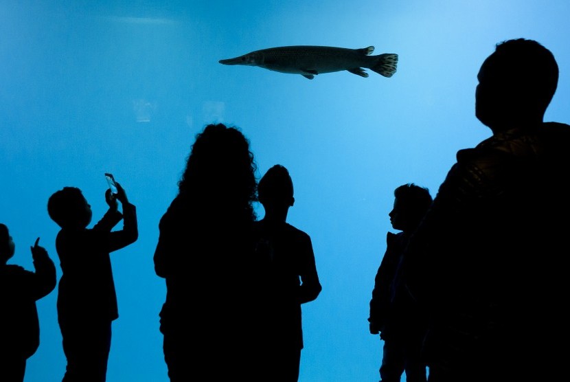 Pengunjung berada dalam Aquatis saat pembukaan akuarium terbesar di Eropa itu, pada Sabtu (21/10).