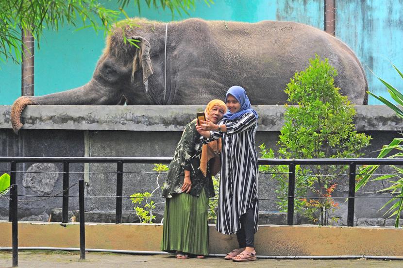 Pengunjung berfoto dengan latar belakang gajah Sumatera (Elephas maximus sumatranus) di Kebun Binatang Taman Rimba, Jambi, Ahad (18/4/2021). Kebun Binatang Taman Rimba Jambi dikunjungi 1.600 wisatawan selama dua hari libur Tahun Baru Imlek 2574, meningkat dibanding hari biasa sekitar 500 orang per hari.