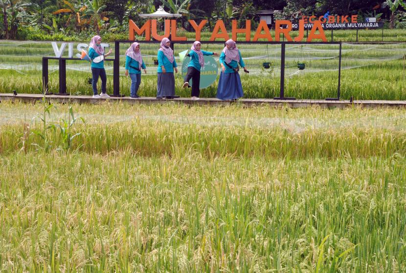 Pengunjung berfoto di tengah hamparan sawah padi organik di Kampung Wisata Tematik Mulyaharja, Kota Bogor, Jawa Barat, Jumat (7/1/2022). 