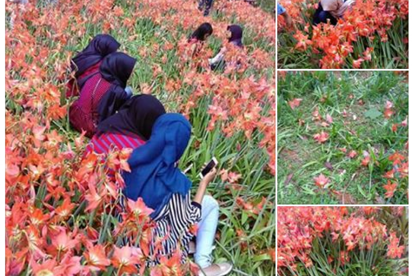 Pengunjung berfoto yang dinilai merusak kebun bunga Amaryllis di Gunungkidul