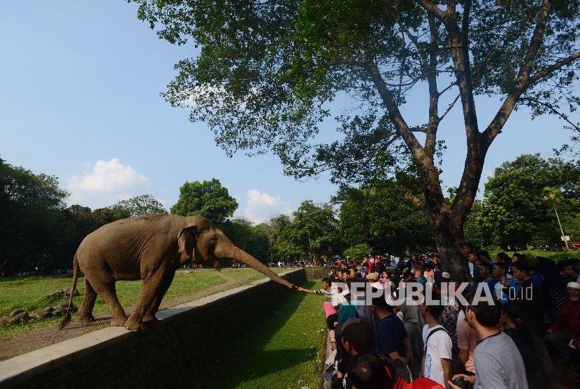  Pengunjung berinteraksi dengan Gajah Sumatera di Kebun Binatang Ragunan, Jakarta, Jumat (8/7).  (Republika/Raisan Al Farisi)
